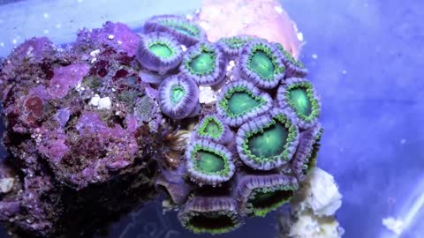 The tentacles have strange colors, like chrysanthemums blooming under the sea.