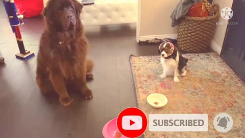 Obtained Newfie and cavalier wait patiently for treats