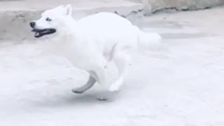 Cute husky little girl