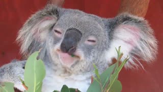 Funny koala eating greedily 😍😅