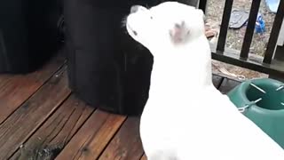 Excited dog obsessed with catching raindrops