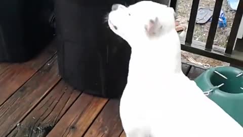 Excited dog obsessed with catching raindrops