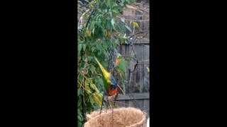 Rainbow Lorikeets Even More Colourful When Young