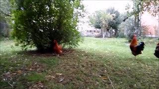 Fearless dog plays game of tag with rooster