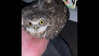Owl Hit by a Car Survives