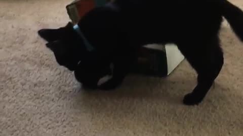 Black kitten plays fetch with jingly toy on white carpet