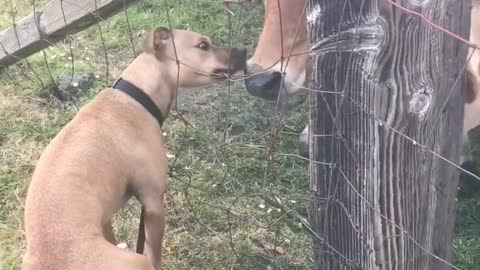 Cows share special friendship with gentle doggy