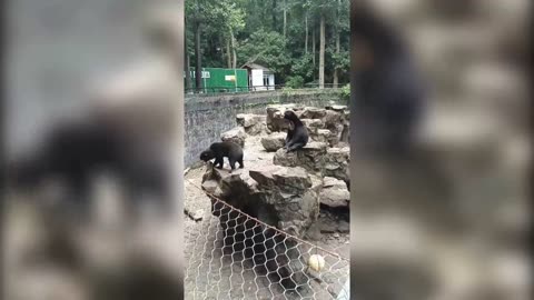 Un oso de un zoológico se hace viral en China por su aspecto humano