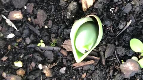 Beautiful flowers growing in my garden