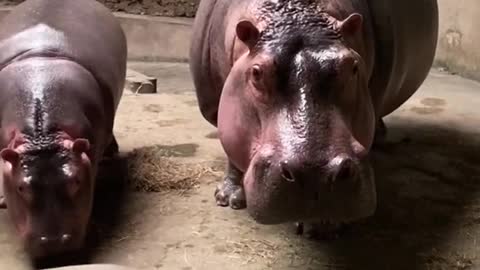 Hippo mother taking her baby for a walk