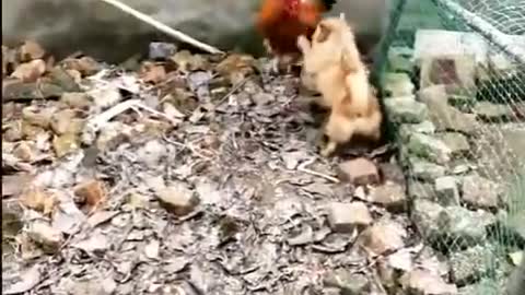 chicken vs doggo fight(s)