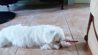 Dog brushing teeth