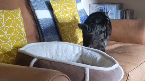 Cat Takes Couch over New Bed