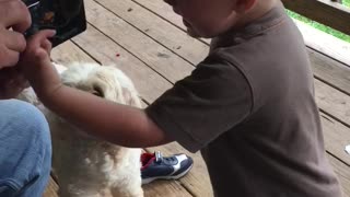 Boy Cries When He Gets His Hand Stuck To Mouse Trap With Dead Mouse On It