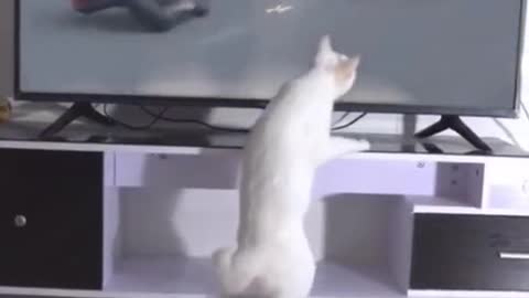 Cat has super powers💪funny cat video