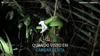 O ataque de uma cobra em super câmera lenta