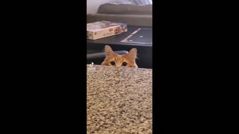 Cat memes compilation