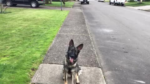 Training German Shepherd in Public