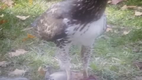 Hawk Eating a Squirrel..