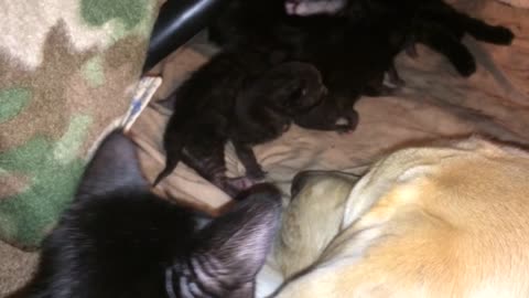 Yellow Lab meets his new kitten family members