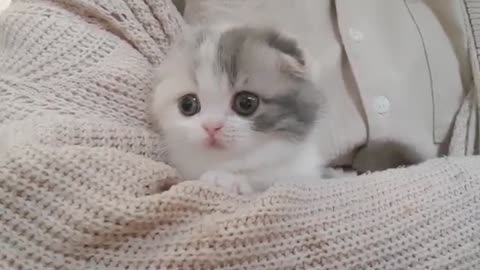 Cute Kitten with short Legs | The Most Adorable Kitten Ever!
