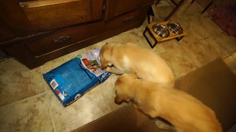 Puppy Chow Discovered!