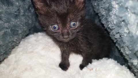 Cute Little Black Kitty Just Woke Up and His Searching for His Mom