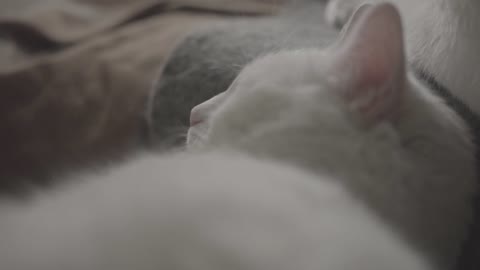 White kitty sleep video