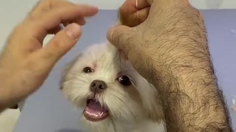 Nice haircut cute puppy