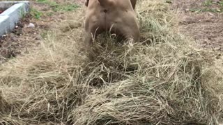 Velvet Mastiff Loves Playing in Hay