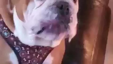 Bulldog blowing bubbles, Bubbles for food