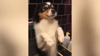 Dog after take a shower