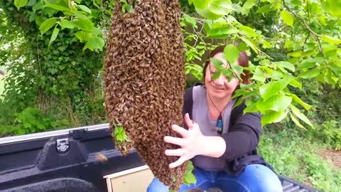 This woman plays with dangerous bees