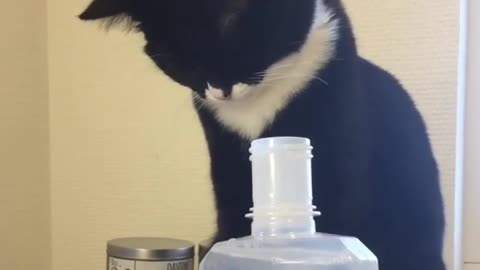 This Cat Does Not Like Listerine Much