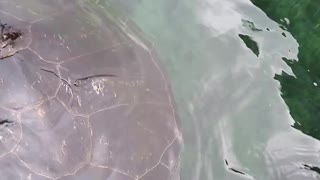 Hand feeding baby sharks