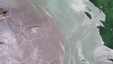 Hand feeding baby sharks