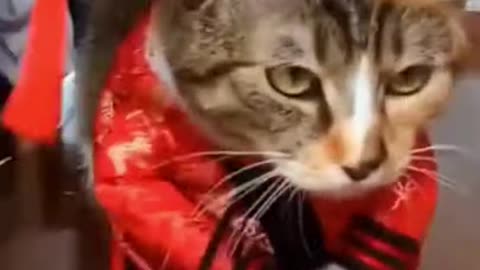 Baby Cats😘 - Cute and Funny Cat Videos Compilation new