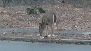 Deers in Teaneck
