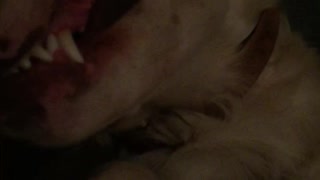 Dog sleeping with mouth opened