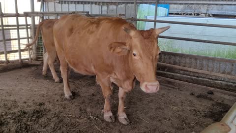 A cow in the fence