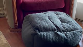 French Bulldog Flips Bed