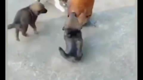 Chicken against 3 puppies