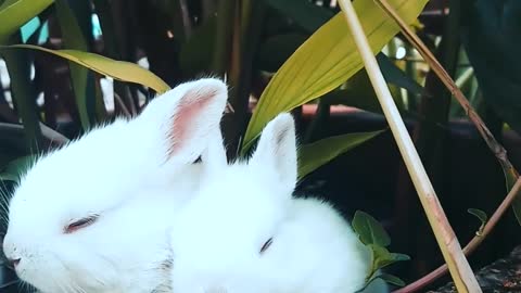 Little rabbits resting on a pot with a plant