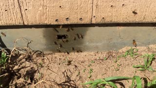 Bees Tuff shed problem in Norco 2015