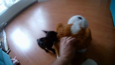 French Bulldog Wrestling with Toy.