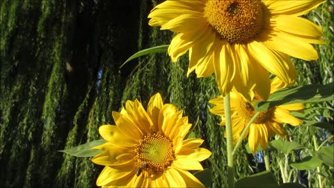 Bees busy pollinating bright, large sunflowers.
