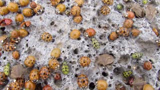 Thousands of Insects Wash Up Onto Shore After Storm