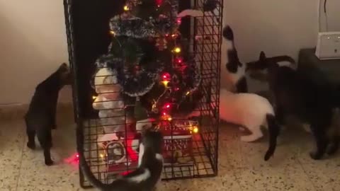 Cats waiting for their present
