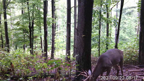 Trail cam video of a 10 point door shack 2021