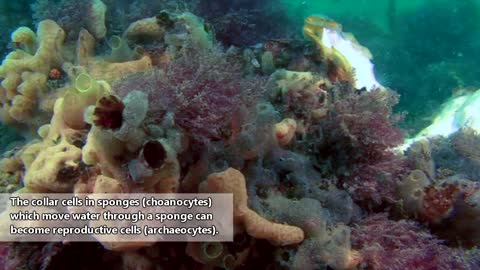 Sponge realities: there's a "opening" parcel to learn... | Animal Fact